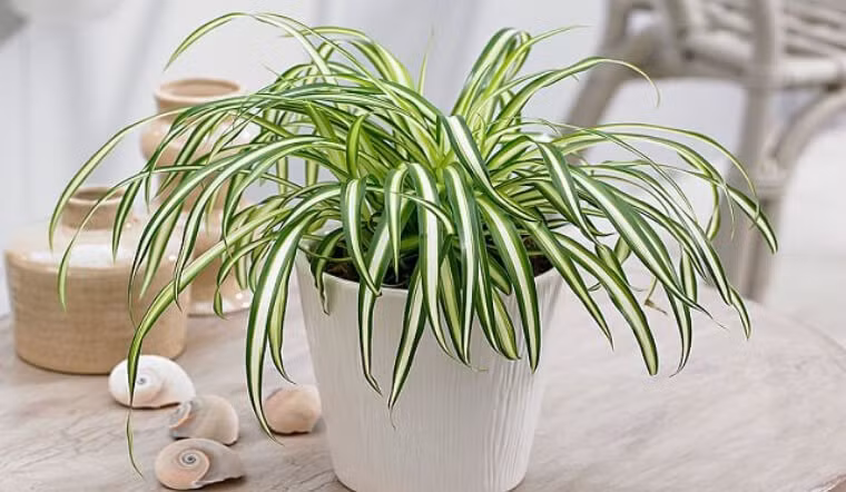 Cây lan chi lá dài rủ mềm và khả năng lọc không khí rất tốt. Cây sinh trưởng khỏe, tạo ra nhiều chồi con nên việc nhân giống dễ hơn nhiều loại cây cảnh khác. Ảnh: Internet