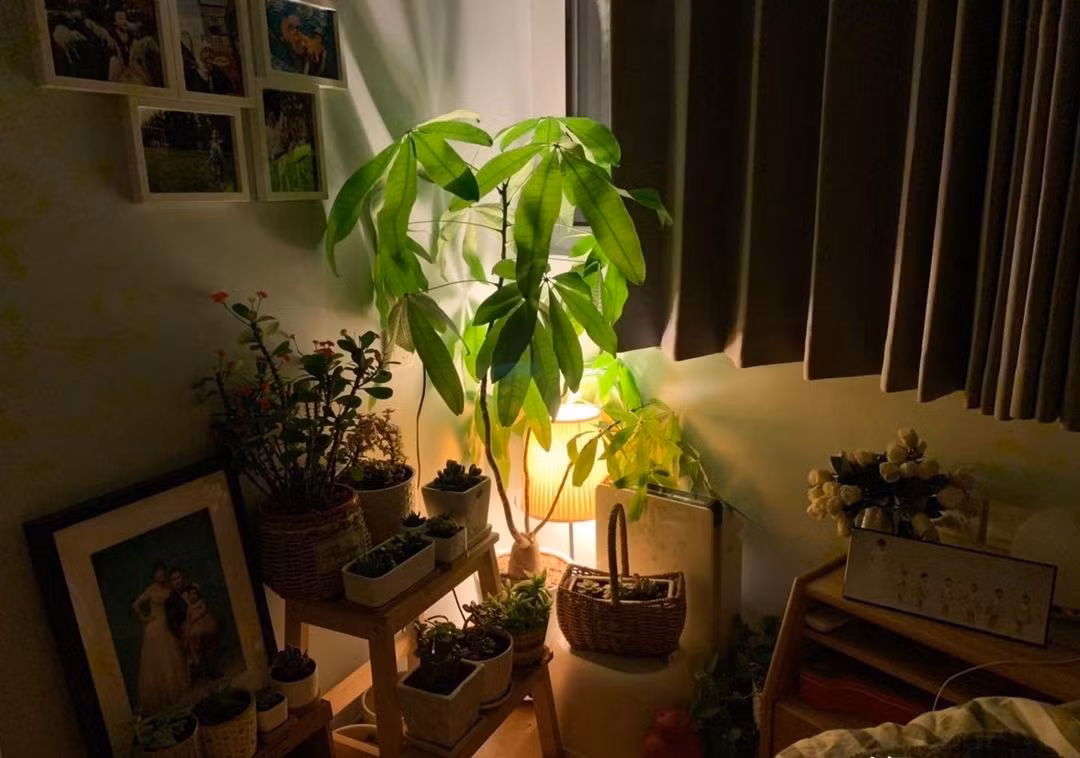 Bên trái giường là góc xanh nhỏ – một nhành cây, vài chiếc lá, đủ để mang thiên nhiên vào không gian hẹp. Ảnh: Sohu