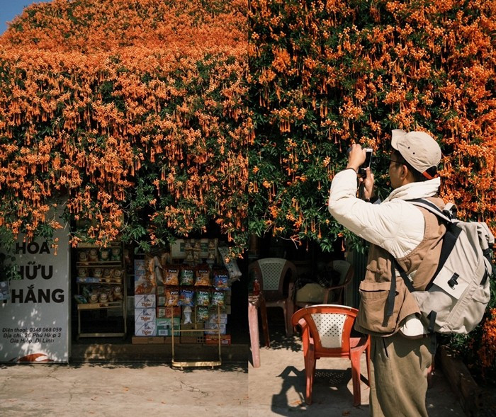 Hoa chùm ớt được chủ nhân trồng cách đây hơn một thập kỷ. Ảnh: Tcdulichtphcm