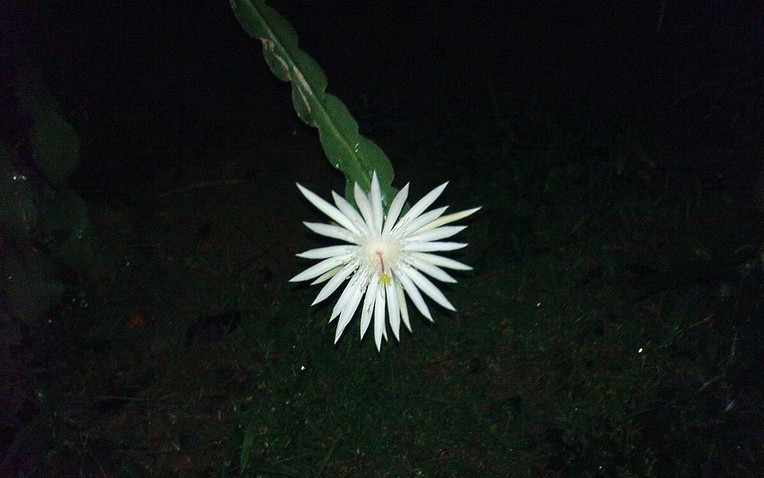 Có nguồn gốc từ những khu rừng nhiệt đới Sri Lanka và một số khu vực ở Ấn Độ, Kadupul là một loài xương rồng biểu sinh. Hoa màu trắng muốt, cánh hoa mỏng manh như lụa, tỏa ra hương thơm ngọt ngào. Ảnh: Vivaflowers