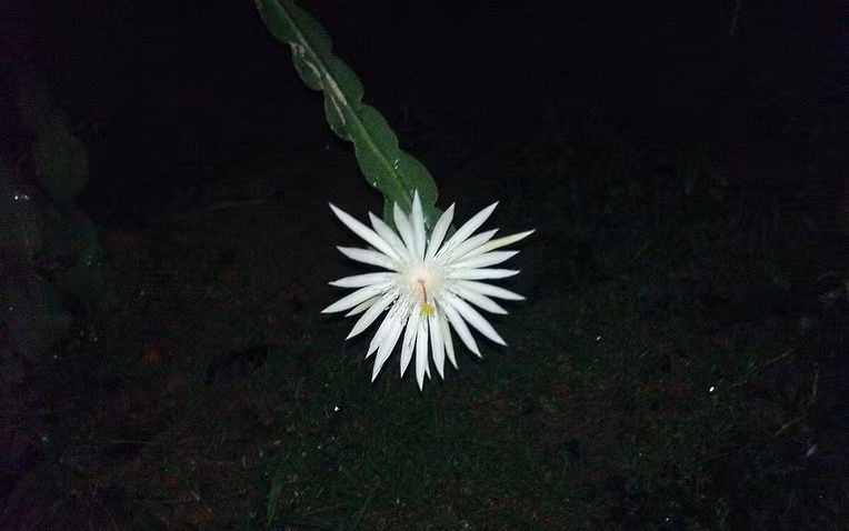 Có nguồn gốc từ những khu rừng nhiệt đới Sri Lanka và một số khu vực ở Ấn Độ, Kadupul là một loài xương rồng biểu sinh. Hoa màu trắng muốt, cánh hoa mỏng manh như lụa, tỏa ra hương thơm ngọt ngào. Ảnh: Vivaflowers