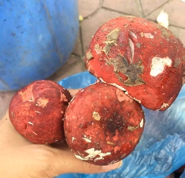 Vì vậy, nấm chẹo được ví như "vàng đỏ" của rừng mà thiên nhiên ban tặng. Ảnh: Dân Việt