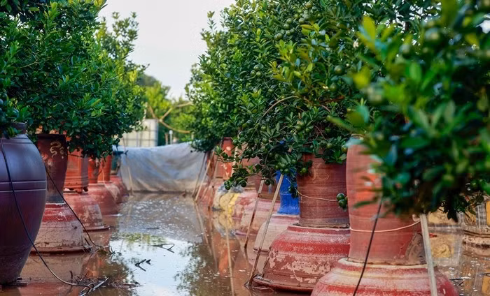 Bình quất được kê lên chỗ cao, giảm bớt nguy cơ úng. Tuy nhiên, quất trồng dưới vườn thì chỉ mong chờ nước rút sớm. Ảnh: Vietnamnet