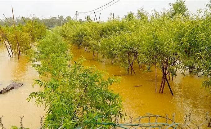 Chia sẻ trên Znews, bà Phạm Thị Đường (phường Phú Thượng) cho biết: "Vụ đào năm ngoái nhà tôi đã trắng tay do bão rồi, năm nay dự kiến chúng tôi thiệt hại khoảng 400 triệu". Ảnh; SGGP