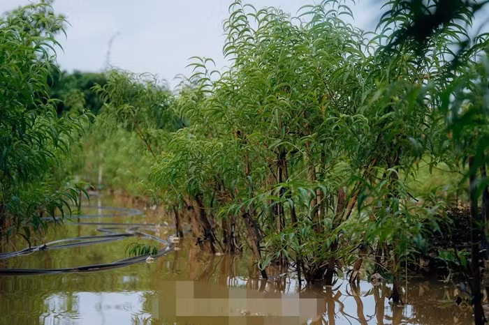 Nhiều chủ vườn lo lắng, nếu nước không rút sớm, các gốc đào sẽ không còn khả năng cứu chữa, cảnh "trắng tay" sẽ xảy ra hai năm liên tiếp. Ảnh: Tiền phong