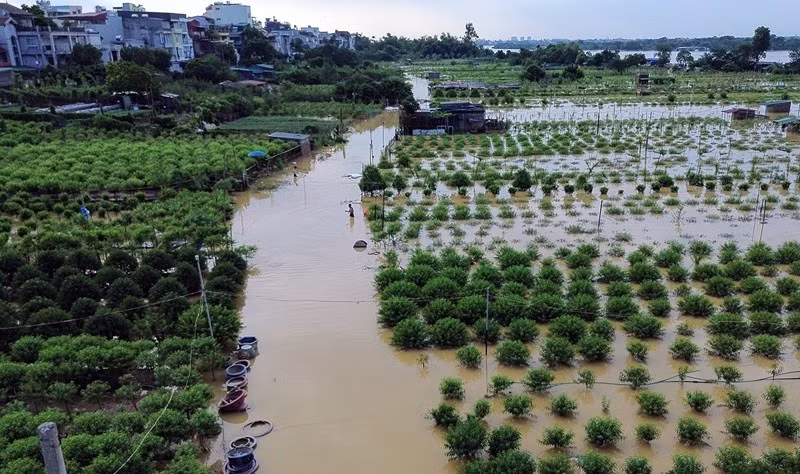 Nước dâng cao, những luống đào chỉ còn lộ phần ngọn trên mặt nước. Ảnh: Vietnamnet