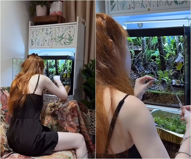 Không chỉ bên ngoài, trong nhà cũng ngập sắc xanh với bể thủy sinh. Cô mua cây, rêu để tái thiết lại bể terrarium theo phong cách mang "Đà Lạt về Sài Gòn". Ảnh chụp màn hình