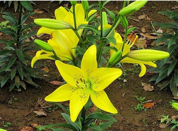 Nếu trồng bằng củ, nên trồng hoa ly trước Tết từ 1 - 2 tháng để củ có thể phát triển thân, rễ. Nếu trồng bằng hạt trong đất ẩm, tơi xốp sẽ cần thời gian nảy mầm lâu hơn trồng bằng củ. Ảnh: Hatgiongphuongnam