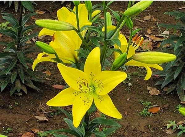 Nếu trồng bằng củ, nên trồng hoa ly trước Tết từ 1 - 2 tháng để củ có thể phát triển thân, rễ. Nếu trồng bằng hạt trong đất ẩm, tơi xốp sẽ cần thời gian nảy mầm lâu hơn trồng bằng củ. Ảnh: Hatgiongphuongnam