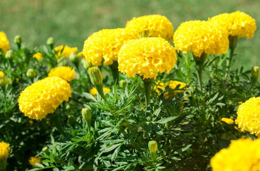 Thời gian từ khi gieo đến khi ra hoa khoảng 60–70 ngày, do đó nên gieo hạt vào đầu tháng 11 âm lịch để cây ra hoa đều và đẹp đúng dịp Tết. Ảnh: Sfarm