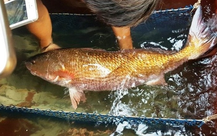 Loài cá này thu hút sự quan tâm của giới sưu tầm hải sản cao cấp tại nhiều quốc gia châu Á, đặc biệt là Trung Quốc, nơi cá sủ vàng được xếp vào nhóm thực phẩm xa xỉ. Ảnh: Internet