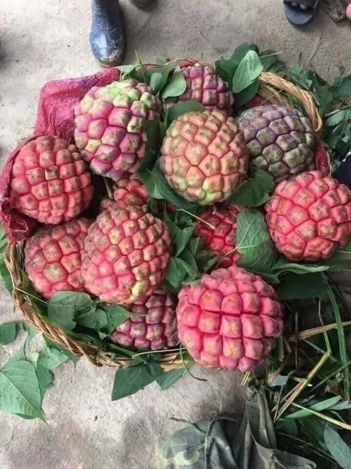 Tại Việt Nam, giá na rừng dao động khoảng 80.000 - 120.000 đồng/kg, tùy loại. Ảnh: Facebook