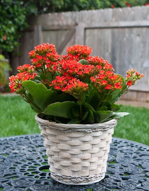 Hoa trường sinh được ví như “chim phượng hoàng bất tử” bởi sức sống mãnh liệt. Ảnh: Internet