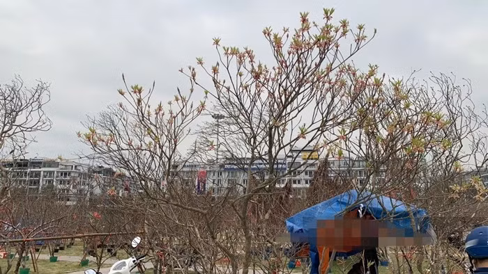 Khác với nhiều giống đào cành có thể can thiệp kỹ thuật để điều chỉnh thời gian hoa, đào chuông Yên Tử phụ thuộc lớn vào điều kiện tự nhiên. Ảnh: Dân Việt