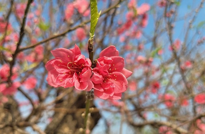 Nhiều cành đào đã nở sớm. Ảnh: Daibieunhandan