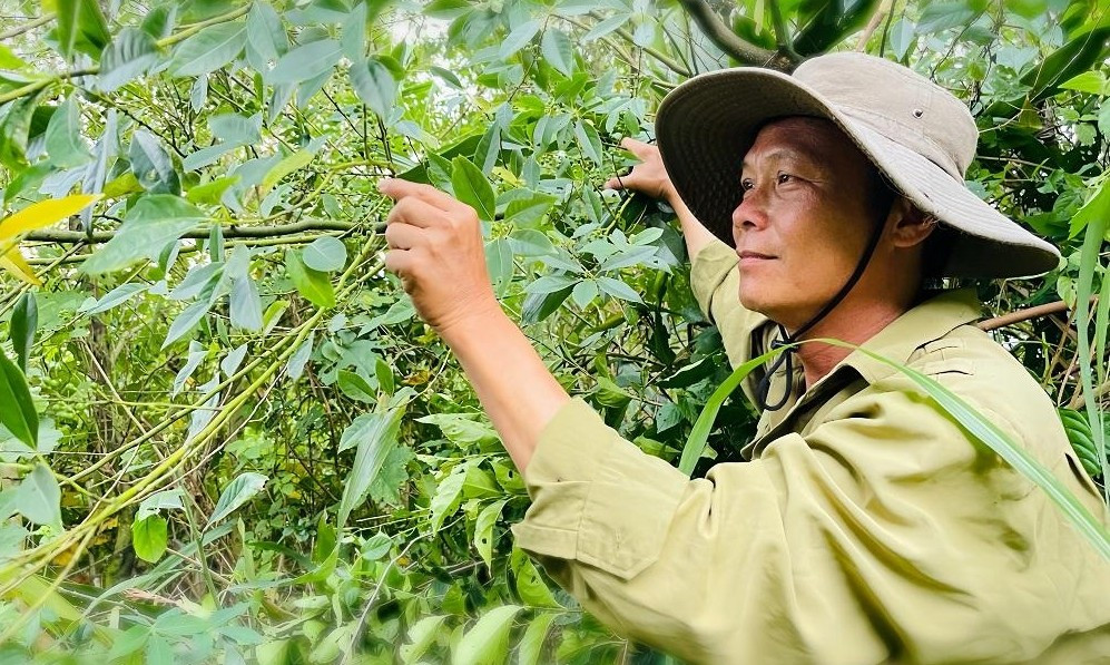 Sả rừng khan hiếm do cây mọc hoàn toàn tự nhiên, chưa được trồng đại trà. Ảnh: Báo Quảng Ngãi