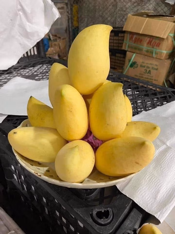 Với hương vị thơm ngon, ngoại hình đẹp, nhiều khách hạng chọn xoài móc câu để biếu tặng hoặc thắp hương trong các dịp trọng đạị. Ảnh: Facebook