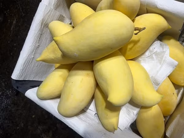 Bên cạnh xoài cát chu, xoài mít, xoài tứ quý, Úc, Đài Loan... trên thị trường còn xuất hiện xoài móc câu (hay xoài mỏ quạ). Ảnh: Facebook