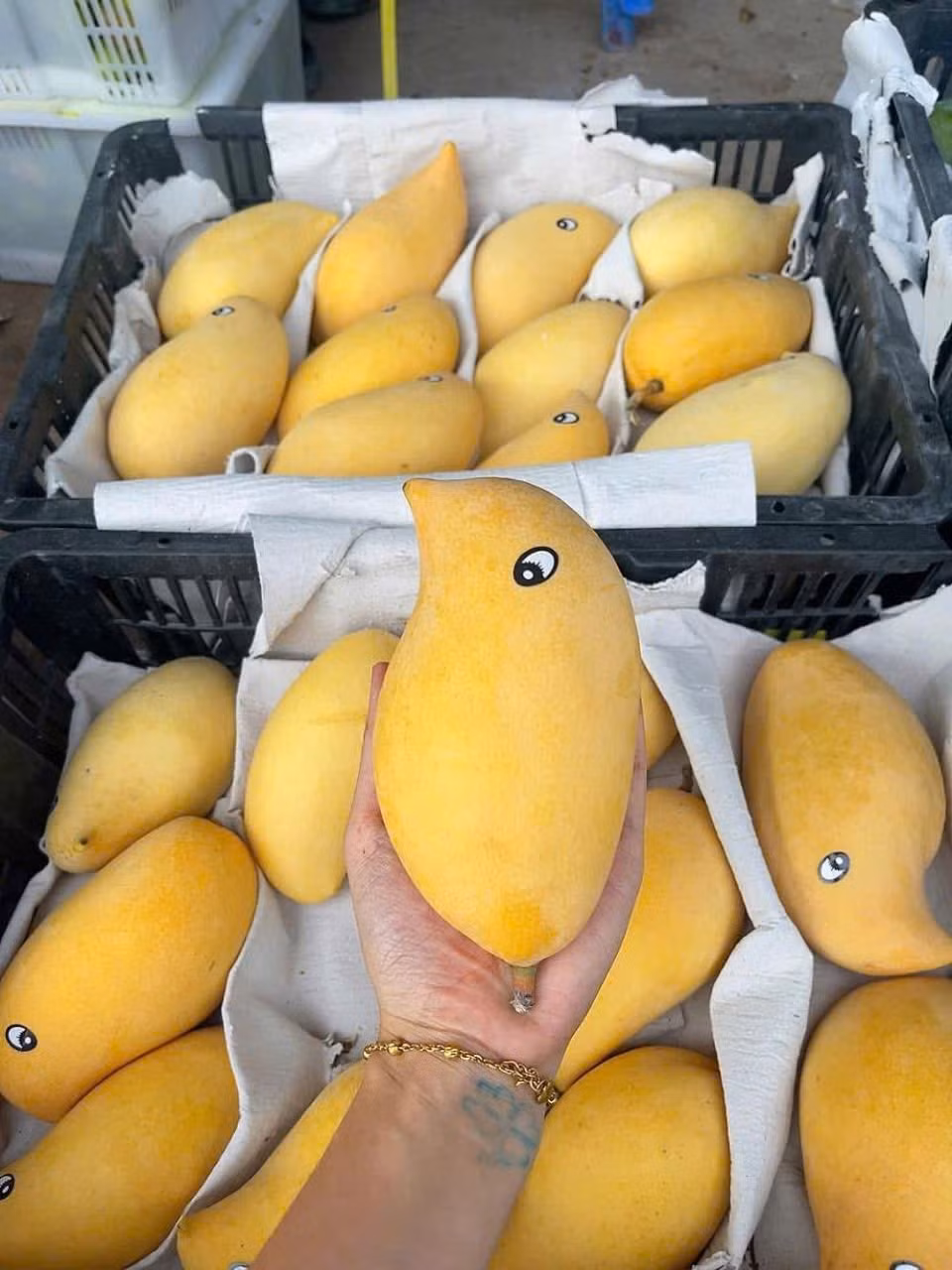 Giống xoài này có vỏ vàng bắt mắt, quả mập cầm chắc tay, đặc biệt hình dáng có phần đuôi cong như móc câu hoặc mỏ quạ. Khi chín, xoài ăn ngọt đậm, thơm ngon. Ảnh: Facebook