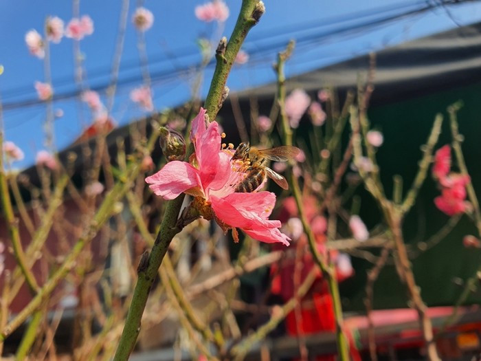 Còn gần 2 tháng nữa là đến Tết Nguyên đán Bính Ngọ 2026, thị trường hoa tại Hà Nội đã bắt đầu trở nên nhộn nhịp. Ảnh: Arttimes