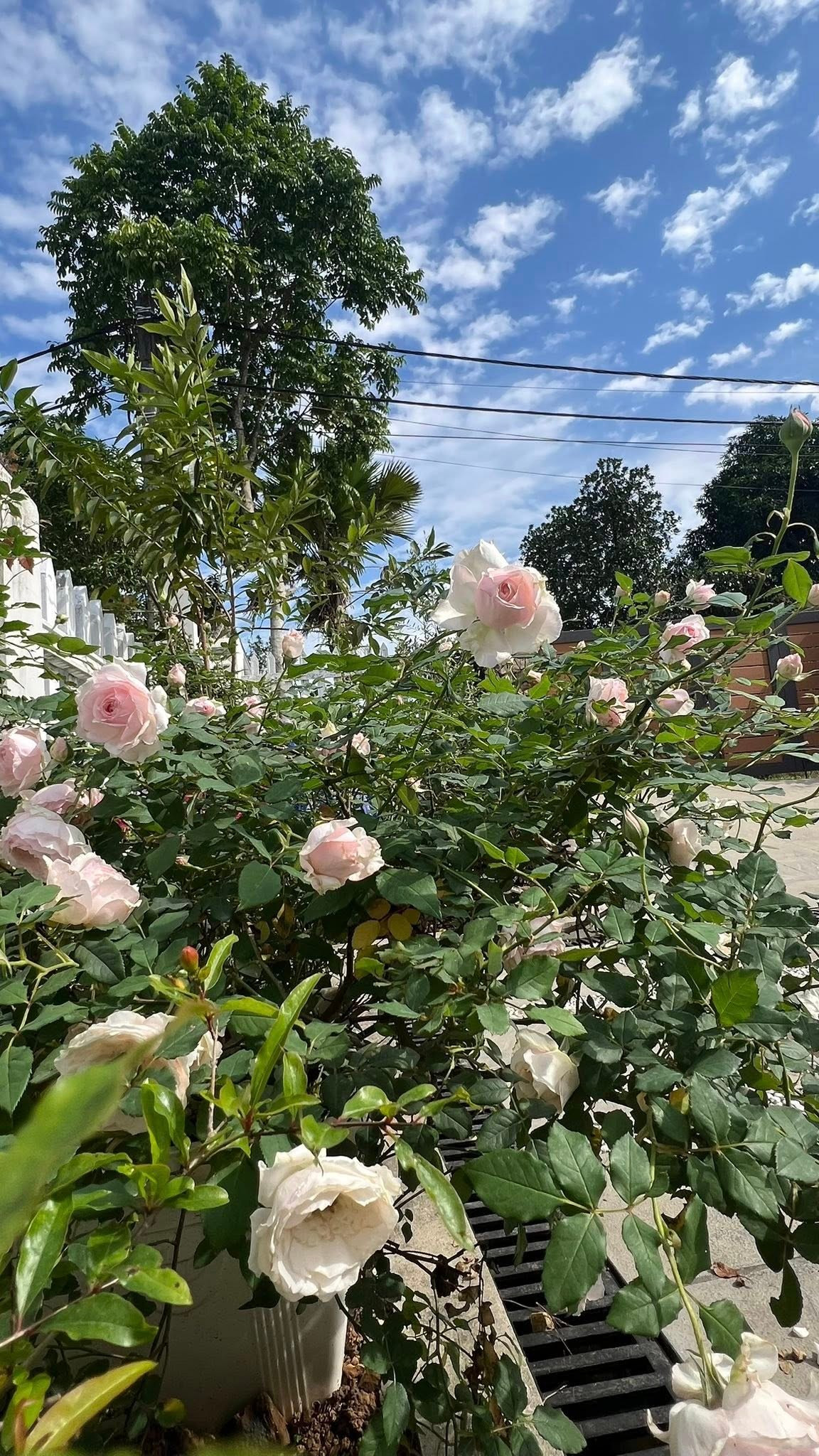 Không chỉ trồng một vài khóm nhỏ lác đác, MC Diễm Quỳnh đầu tư hẳn một vườn hồng với nhiều giống khác nhau. Ảnh: FB Dang Diem Quynh