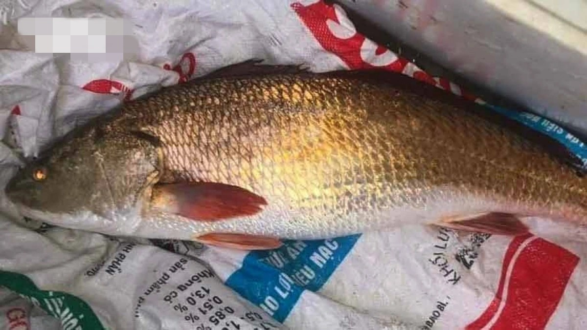 Khoảng đầu những năm 2000, cá sủ vàng có giá vài triệu đồng/kg. Nhưng chỉ trong vòng chưa đầy một thập kỷ, giá cá liên tục tăng và đạt mức hàng chục triệu đồng/kg. Ảnh: VOV