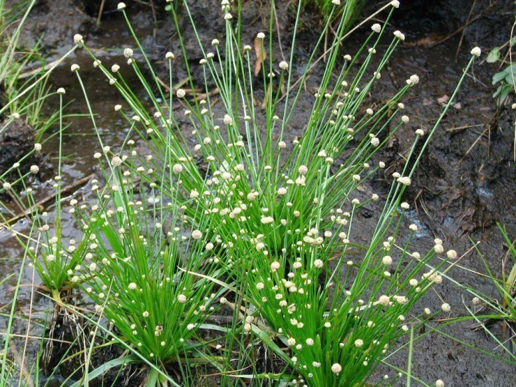 Tại Trung Quốc, hẹ có giá bán khá cao, khoảng 60 NDT/kg, tương đương hơn 200.000 đồng/kg. Ảnh: Weixin