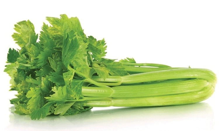 Cần tây bị phun thuốc hoặc tăng trưởng nhanh thường thân phình, giòn, lá xanh óng. Khi ngửi sẽ thấy mùi hơi nồng kiểu hóa chất. Ảnh: Internet