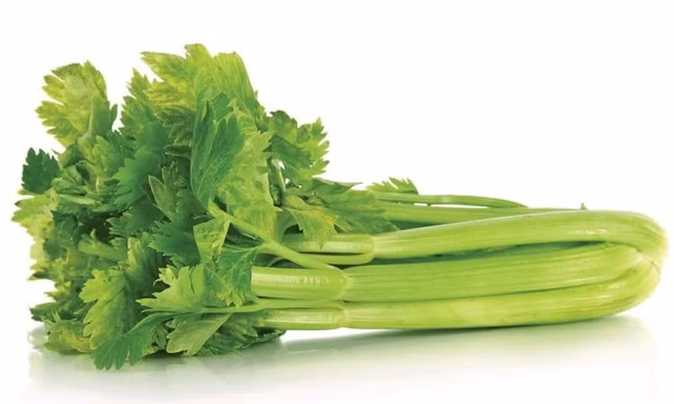 Cần tây bị phun thuốc hoặc tăng trưởng nhanh thường thân phình, giòn, lá xanh óng. Khi ngửi sẽ thấy mùi hơi nồng kiểu hóa chất. Ảnh: Internet