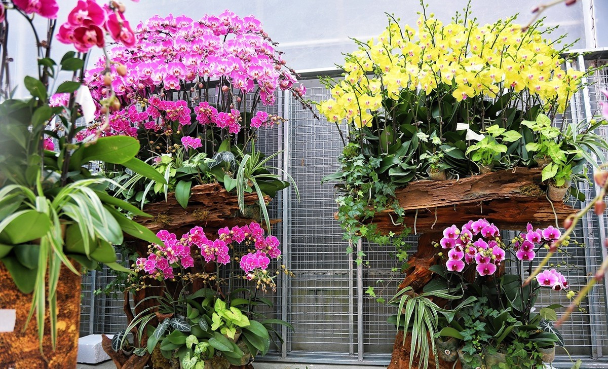 Mỗi khúc gỗ lũa mang dáng thế riêng, được xử lý công phu để đảm bảo tính thẩm mỹ và độ bền. Ảnh: Baohatinh