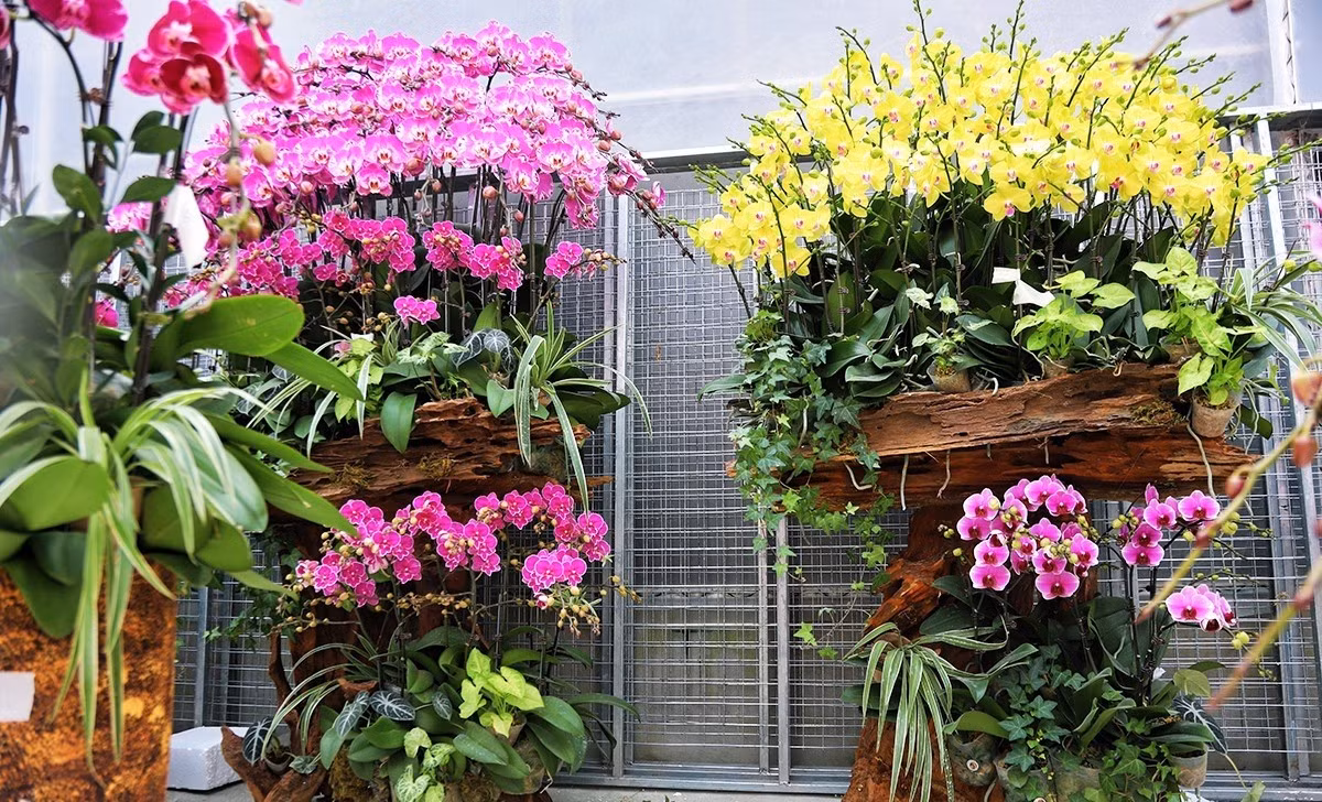 Mỗi khúc gỗ lũa mang dáng thế riêng, được xử lý công phu để đảm bảo tính thẩm mỹ và độ bền. Ảnh: Baohatinh