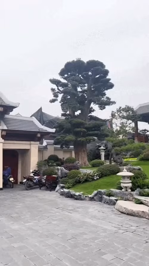 Ngay lối vào là 8 cây Tùng La Hán được bố trí trang trọng, giá trị ước tính lên tới vài chục tỷ đồng. Ảnh chụp màn hình