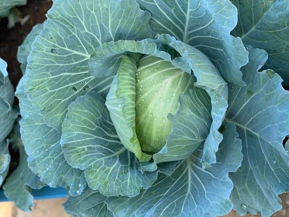 Cải bắp có hàm lượng canxi gấp 5 lần dưa chuột. Bắp cải có thể trồng từ cây con hoặc hạt, yêu cầu đất tơi, đủ nắng và nước tốt. Ảnh: Eco Việt Nam