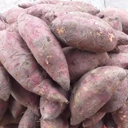 Trồng phổ biến tại Việt Nam nhiều nhiều năm trước, khoai lang giống Nhật được bày bán khắp các khu chợ, cửa hàng, siêu thị, giá chỉ từ 15.000 - 35.000 đồng/kg, tùy loại. Ảnh: Facebook