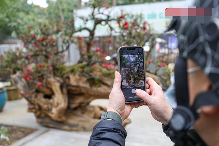 Nhiều khách hàng tỏ ra thích thú trước độ "khủng" của cặp đào thất thốn trên gỗ lũa. Ảnh: Daidoanket