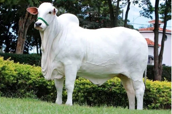 Do giá trị cao, Viatina-19 được đồng sở hữu bởi một nhóm chủ trang trại. Ảnh: Getty