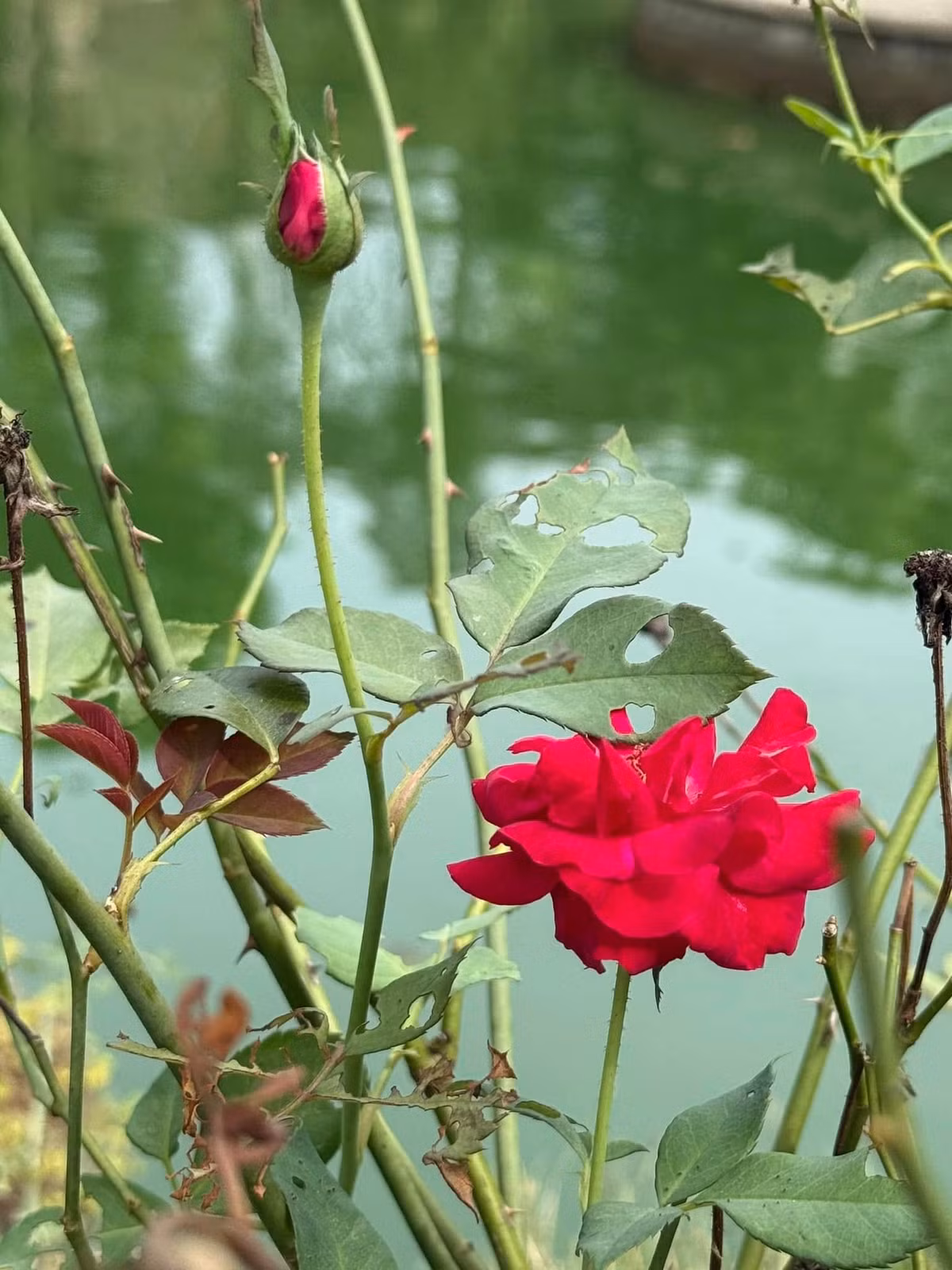 Mỗi khi về với khu vườn, được hít thở hương thơm rau cỏ, đầu óc nữ ca sĩ như được thanh lọc, có hứng làm việc hơn. Ảnh: FB My Tam