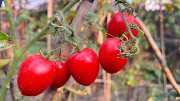 Theo các tiểu thương, cà chua có mức giá là do mưa bão, lũ lụt nên nhiều loại rau củ, hoa màu bị ảnh hướng, dẫn tới tình trạng nguồn cung giảm, khan hiếm. Ảnh: Facebook