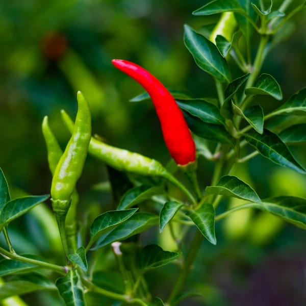 Theo đó, ớt chỉ thiên loại 1 được thương lái mua tại ruộng dao động từ 90.000-105.000 đồng/kg, cao hơn 30.000-45.000 đồng/kg so với nửa tháng trước và cao hơn khoảng 70.000 đồng/kg so với cùng kỳ 2024. Ảnh: Vườn Sài Gòn