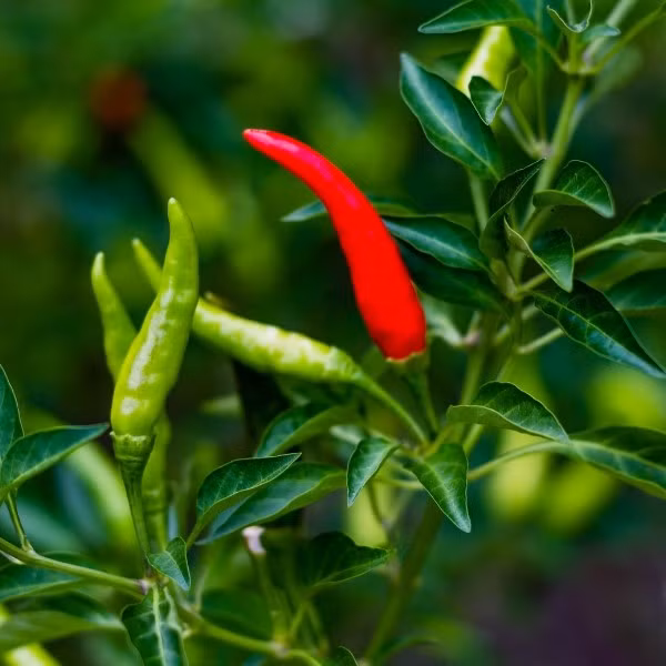 Theo đó, ớt chỉ thiên loại 1 được thương lái mua tại ruộng dao động từ 90.000-105.000 đồng/kg, cao hơn 30.000-45.000 đồng/kg so với nửa tháng trước và cao hơn khoảng 70.000 đồng/kg so với cùng kỳ 2024. Ảnh: Vườn Sài Gòn