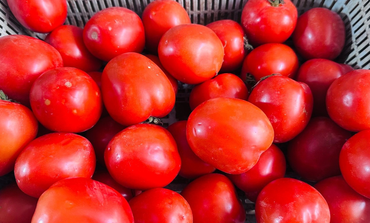 Giá cà chua tăng cao khiến người tiêu dùng không khỏi ngỡi ngàng. Bởi, đây là loại rau quả quen thuộc trong gian bếp của hầu hết các gia đình Việt. Ảnh: Vietnamnet