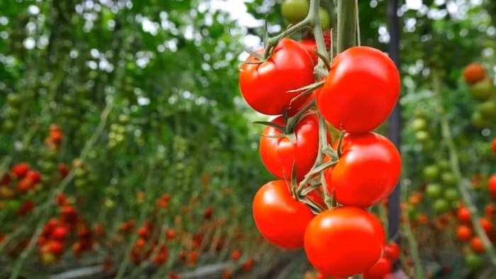 Có thời điểm, giá cà chua chỉ vài nghìn đồng/kg, thậm chí tại một số vùng quê có thể cho không khi vào chính vụ. Ảnh: Internet