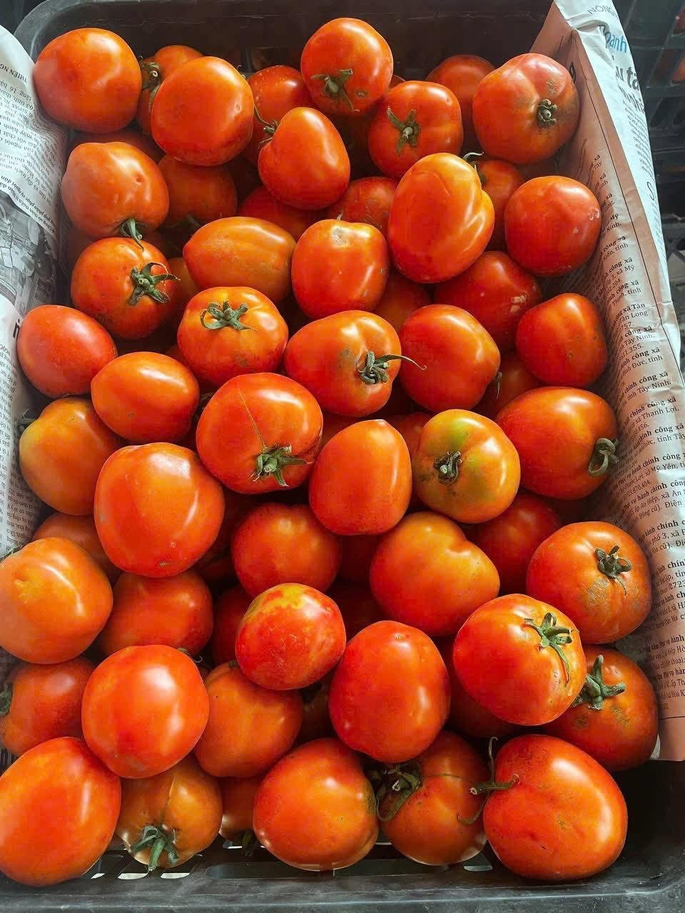 Tại nhiều chợ dân sinh ở Hà Nội và chợ mạng, cà chua hiện có mức giá tương đối cao, từ 50.000 – 90.000 đồng/kg (tùy chất lượng). Ảnh: Facebook