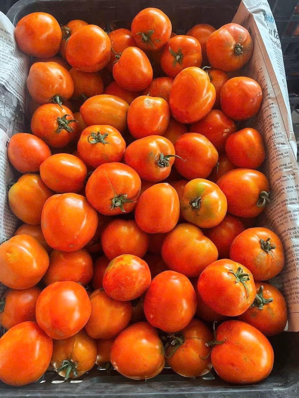 Tại nhiều chợ dân sinh ở Hà Nội và chợ mạng, cà chua hiện có mức giá tương đối cao, từ 50.000 – 90.000 đồng/kg (tùy chất lượng). Ảnh: Facebook