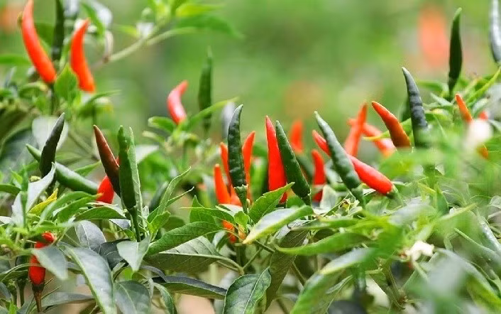 Không chỉ cà chua, ớt chỉ thiên vốn có thể xin được nay cũng cao kỷ lục. Ảnh: Vietnamnet