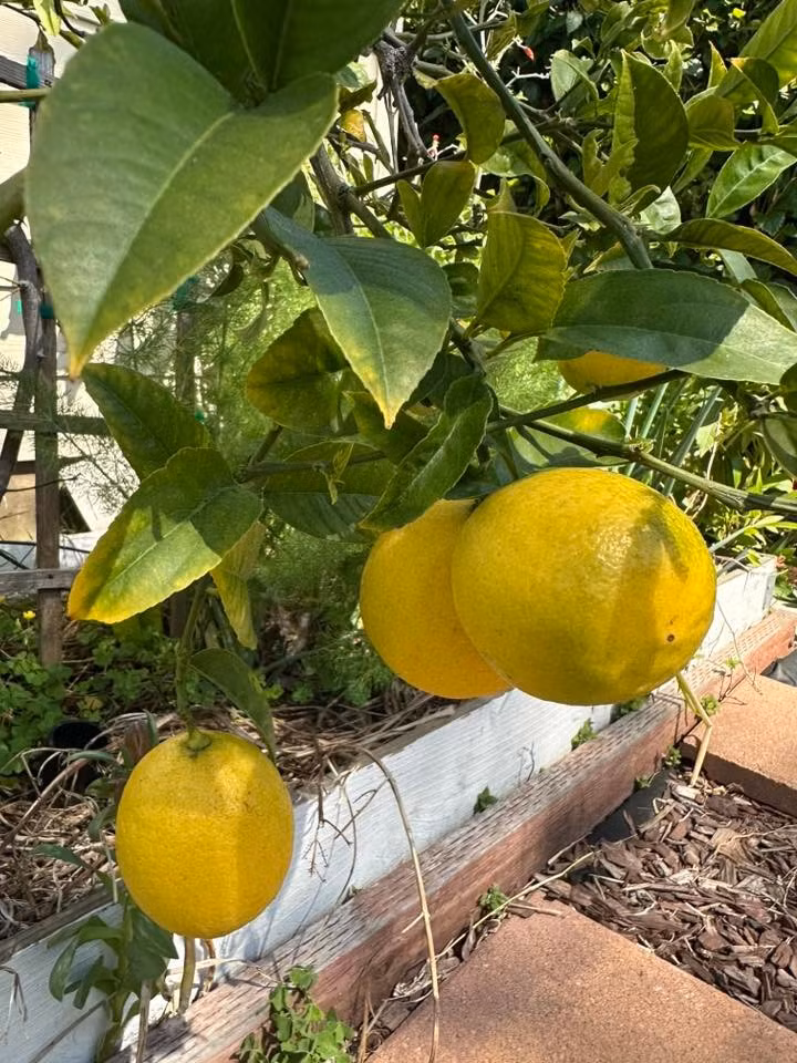 Ngoài hoa, khu vườn còn có chanh vàng trĩu quả. Ảnh: FB Nguyễn Vy Oanh