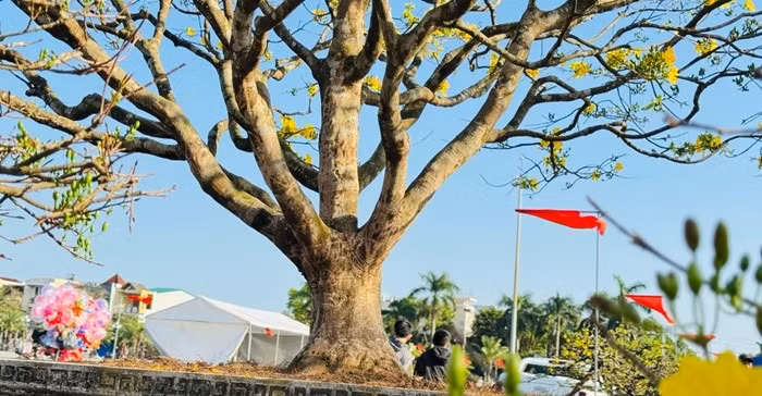 Dù đã hơn 60 năm nhưng từ gốc lên thân, cành, ngọn cây gần như không có vết cắt, giữ được dáng tự nhiên hiếm thấy. Ảnh: Tiền phong