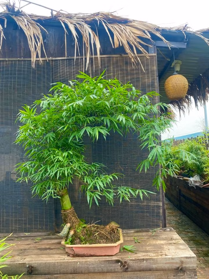 Tre bonsai được tạo thành nhiều dáng khác nhau như huyền buông thả mềm mại, dáng trực hiên ngang hay hình chữ S ý nghĩa...Ảnh: Facebook