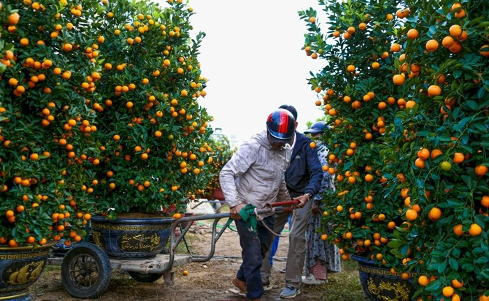 Tại TP Đà Nẵng, từ khoảng 20 tháng Chạp, lượng khách thuê chở cây tăng mạnh. Ảnh: Tiền phong