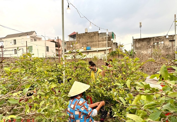 Người lặt lá mai đủ lứa tuổi, từ trung niên đến thanh niên, tranh thủ kiếm thêm thu nhập trong những ngày giáp Tết. Ảnh: Thương Trường